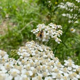 005-Wildbienen-in-einer-Blumenwiese